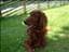 Thorsson_Primula
