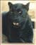 Panthera