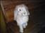 mulle_
