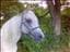 borys