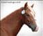 welshcob