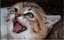 TigerTina
