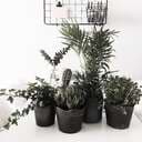 Matildaw