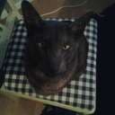 Hugo katten