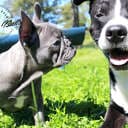 Nordicbulldogs