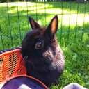 Netherlanddwarf