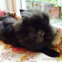 TV mys 🐰