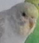 Frö