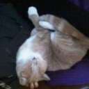 Snellderp