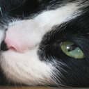 VW-starchief