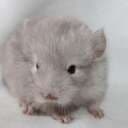 MikkiThePoop