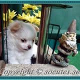 Isamarie
