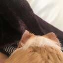 Sherlockjr
