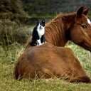 Patronus Animals