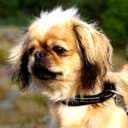 Tibbespaniel