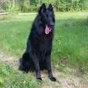 Blackdog