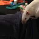 LittleSaphyrs