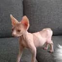 karlström