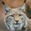 BobCats