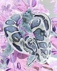 Lunar-Ball Reptiles