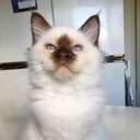 Muffin36
