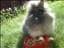 Fluffe