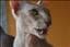 DeviantCats